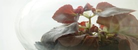 Roy the begonia in his apothecary terrarium.