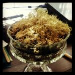 Save Roy (and how to make a terrarium, probably)